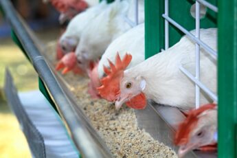 Felcra Bhd to Construct USD 4.2 Million Integrated Poultry Complex in Kedah