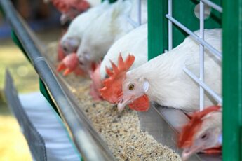 Smart and Green Poultry Factory Being Set up in Singapore