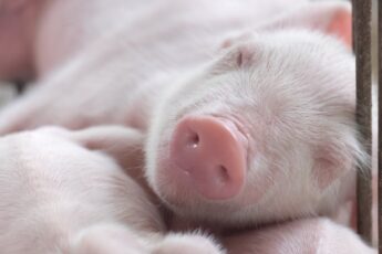 Philippine Government Approves More Pork Imports