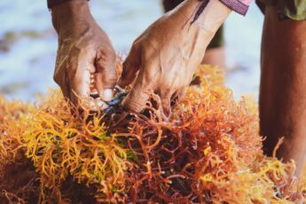 Indonesia Looks to Seaweed for Sustainable Plastic Alternative