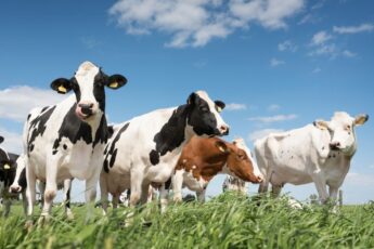 Malaysian Firm to Invest USD 20 Million for Cattle Raising and Milk Production in the Philippines