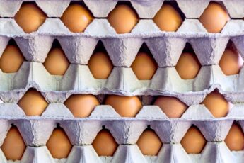 Collaboration in Indonesia for Cage-Free Egg Production