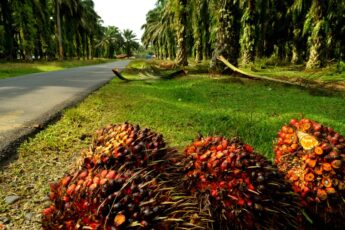 Malaysia Aspires to Be Biomass Hub Through Agricommodity Resources