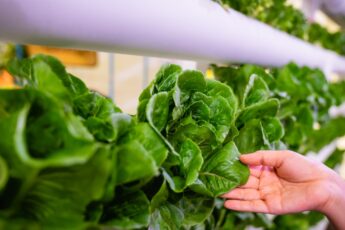 Temasek and Bayer Formed New Company to Develop Seeds for Vertical Farms