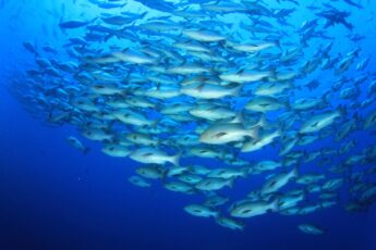 Expansion of Marine Tilapia Farming in Singapore