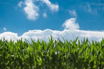 Indonesia Approves GMO Drought-Tolerant Wheat from Argentina