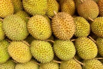 Japanese Firms Enter Durian Cultivation in Malaysia