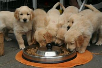 Demand for Pet Food Soaring in the Philippines