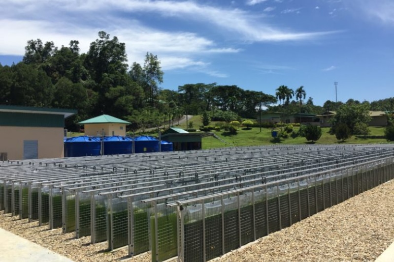 Japan’s Chitose Group to Expand the First Industrial Microalgae Production in Sarawak