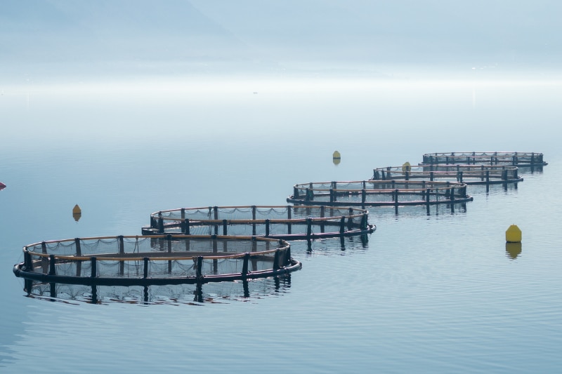 Update to the Singapore Aquaculture Plan (SAP) Planned in 2024