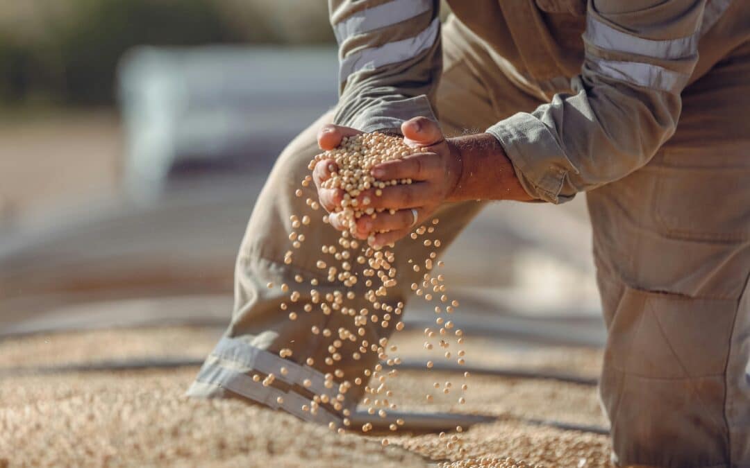 Vietnam Becomes Key Market for US Soybeans Amid Rising Demand